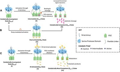 Unraveling the Dichotomy of Enigmatic Serine Protease HtrA2